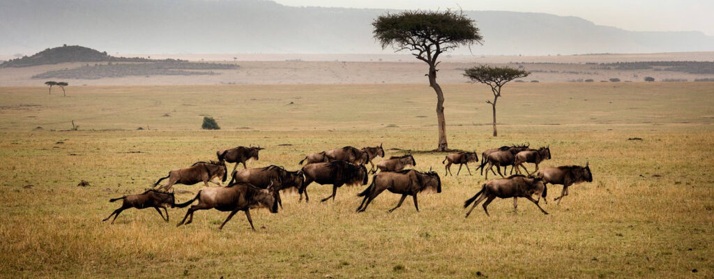 4-Day Best Safari Tarangire National Park, Serengeti National Park and Ngorongoro Crater.