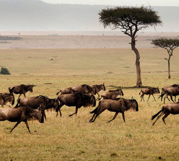 4-Day Best Safari Tarangire National Park, Serengeti National Park and Ngorongoro Crater.
