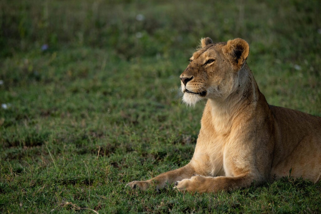 5-Day Unforgettable Safari Experience in Tanzania