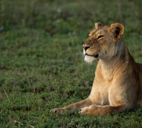 5-Day Unforgettable Safari Experience in Tanzania
