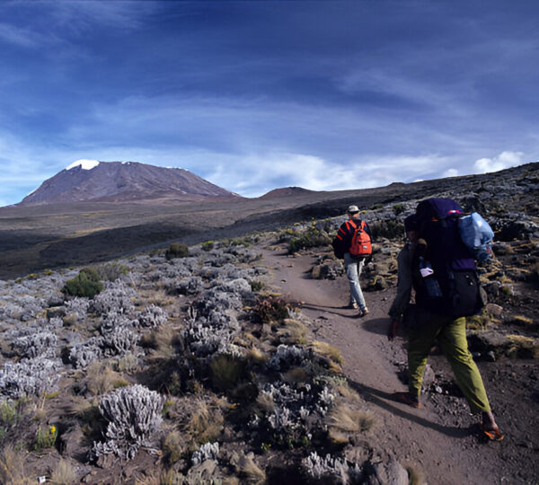 11 Days Kilimanjaro – Northern Circuit Route in 8 Days