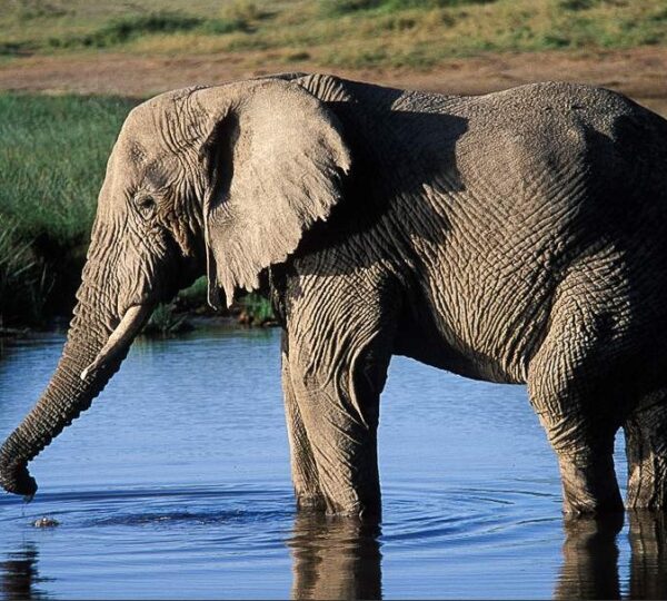 4-Day Best Safari Tarangire Serengeti Ngorongoro