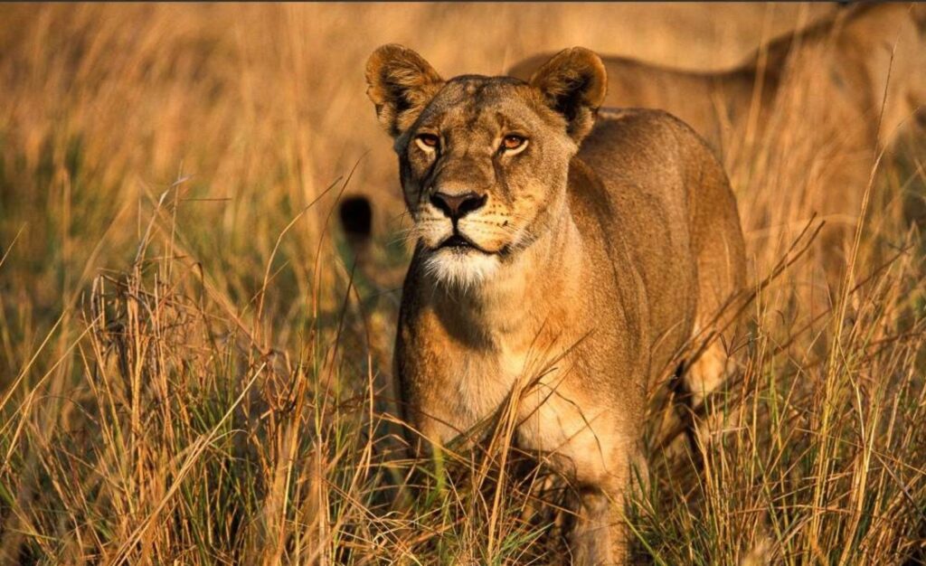 6-Day Tanzania Big Five Safari and Game Drive Adventure