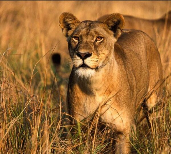 6-Day Tanzania Big Five Safari and Game Drive Adventure