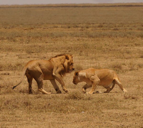 5 Day Classic Tanzania Wildlife Safari Expedition