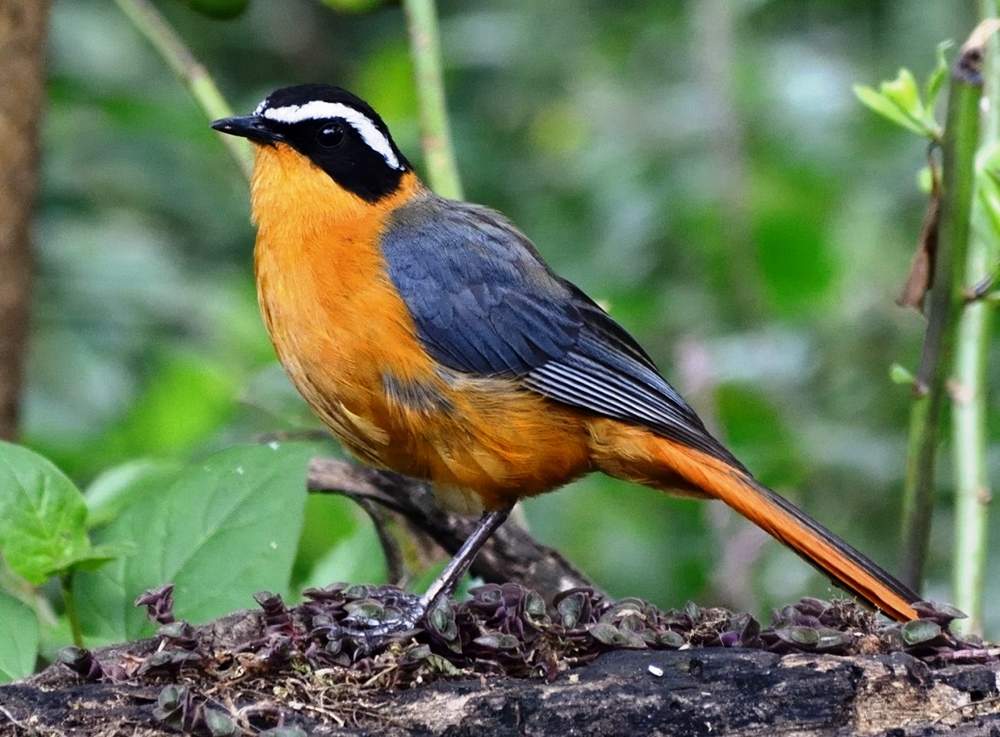 10 Days Birdwatching Tanzania