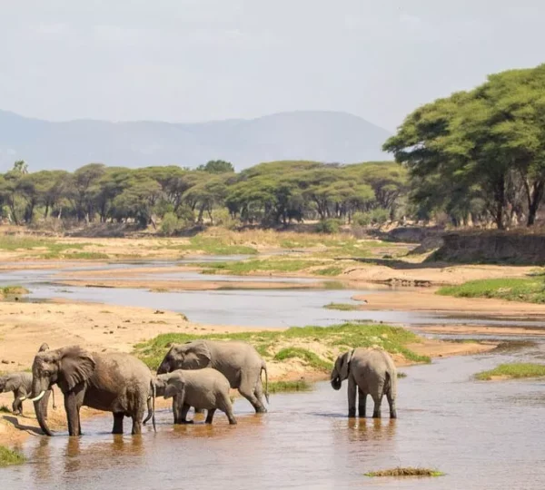 10 Days Safari to Nyerere, Mikumi Udzungwa & Ruaha National Parks