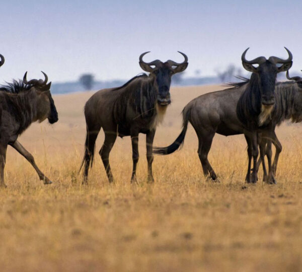 12 Days Serengeti Great Migration Safari