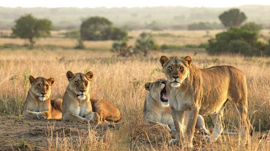 3-Day Luxury Safari to Serengeti and Ngorongoro