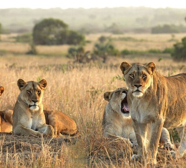 3-Day Luxury Safari to Serengeti and Ngorongoro