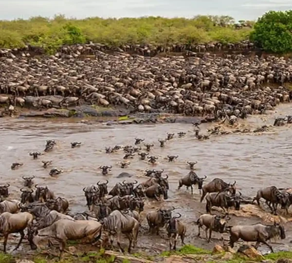 5-Day Tanzania Wildebeest Migration (July to October)