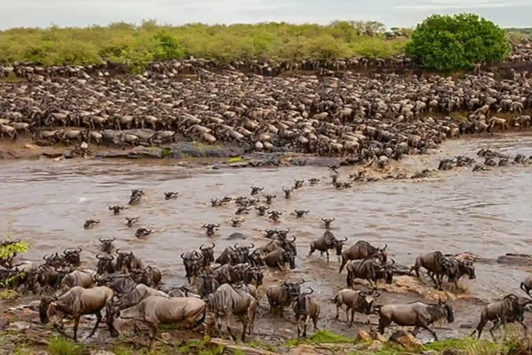 5-Day Tanzania Wildebeest Migration (July to October)
