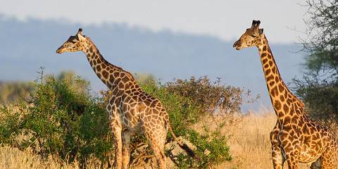 5-Day Ultimate Wildlife Safari in Tanzania