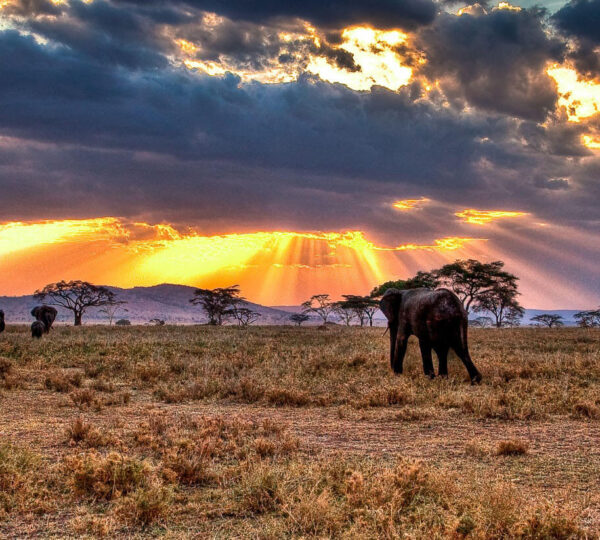 5 Days Ruaha & Mikumi Safari Package